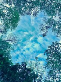 Low angle view of trees against sky