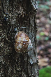 Close-up of snail on tree trunk