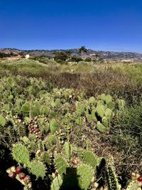 Cactus growing on field against clear sky