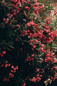 High angle view of plants