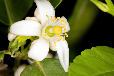 Close-up of white flowering plant