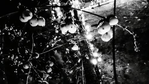 Close-up low angle view of branches