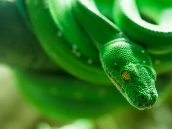 Close-up of green snake