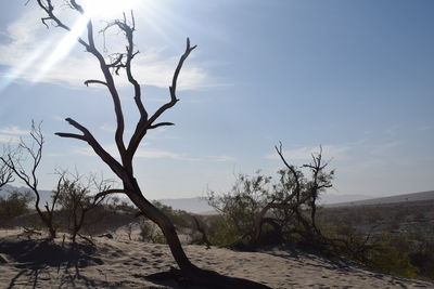 Bare tree on landscape against sky