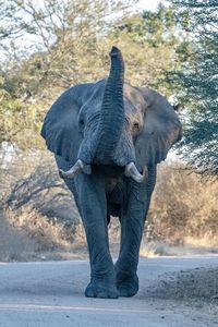 View of elephant