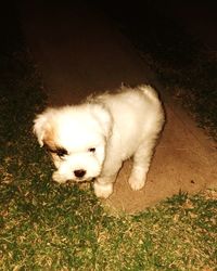 Cute puppy on grass