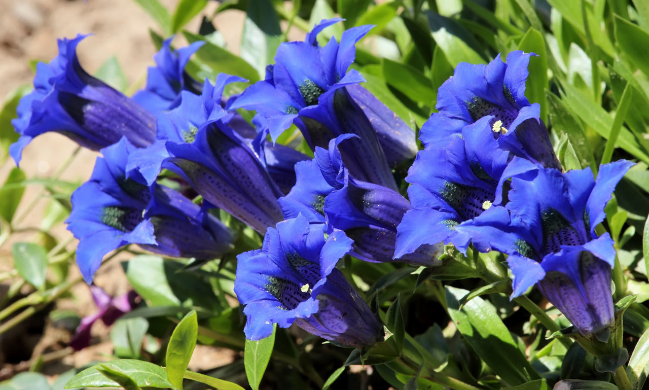 CLOSE-UP OF BLUE FLOWERING PLANT