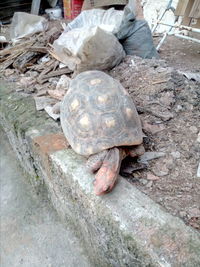 High angle view of shells on rock