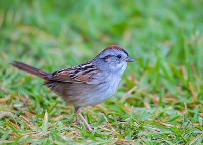 Close-up of bird on field