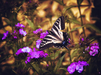 Close-up of butterfly on purple flowers