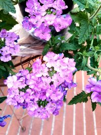 Close-up of purple flowers blooming outdoors