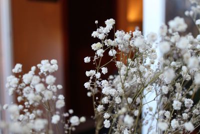 Close-up of white flowering plant