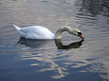 Beautiful white swan drinking water on the water surface with reflection