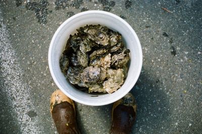 High angle view of mussels in bucket on road