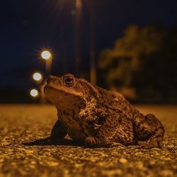 Close-up of frog on road at night