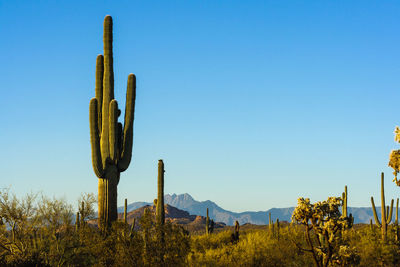 Low angle view of cactus in desert against clear blue sky