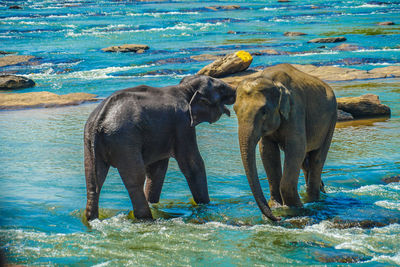 Elephant in the sea