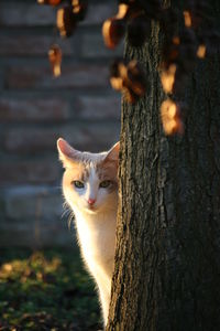 Portrait of cat on tree trunk