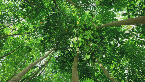 Low angle view of fruits growing on tree