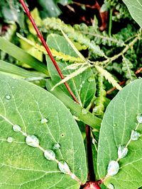Close-up of green plant in water