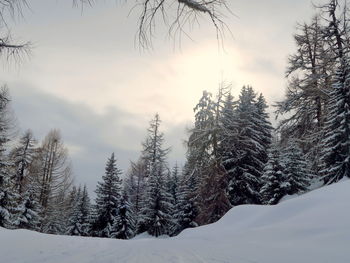 Snow covered pine trees against sky