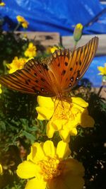 Close-up of butterfly pollinating on yellow flower