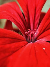 Close-up of red rose flower