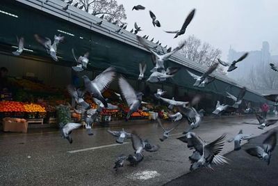 Pigeon flying over city