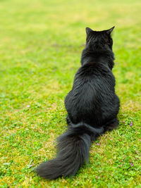 Rear view of a black cat sat on grass lawn