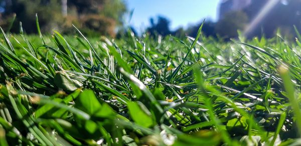 Close-up of fresh green grass in field