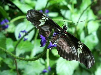 Butterfly perching on flower