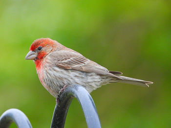 Close-up of a bird