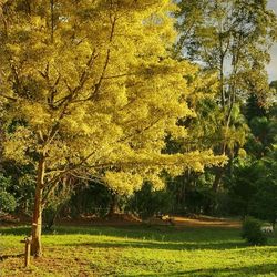 Scenic view of grassy field