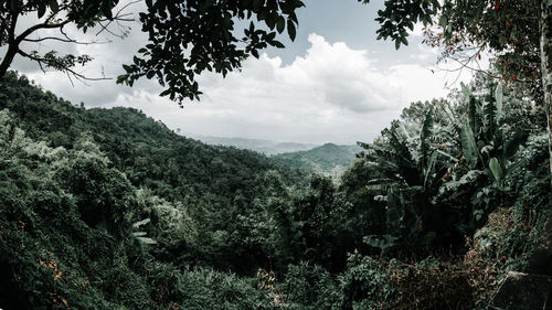 Scenic view of forest against sky