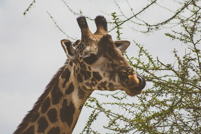 Low angle view of giraffe against sky