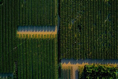 Full frame shot of agricultural field