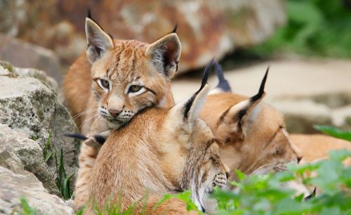  lynx cub with parents