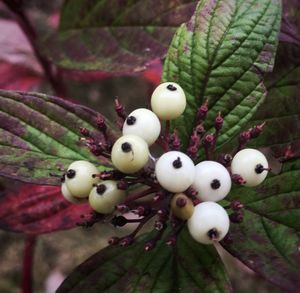 Close-up of stuffed toy on tree trunk