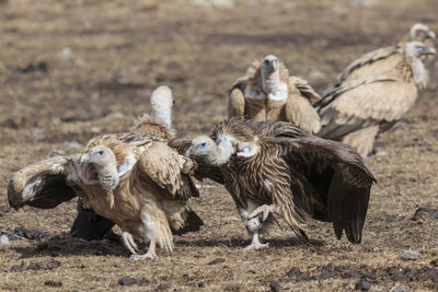 Flock of birds on field