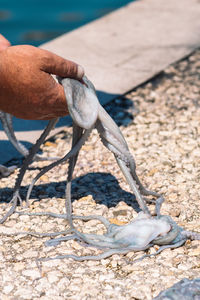 Fisherman slamming and softening with hand raw fresh octopus on the pier of the port of bari, puglia