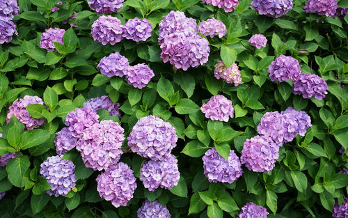 Purple-flowered hydrangea with green leaves in the garden in early summer
