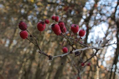 Red berries growing on tree