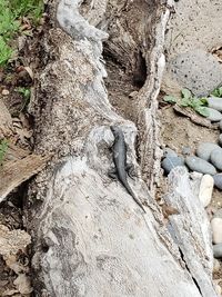 Close-up of tree trunk