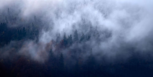 Panoramic view of forest against sky