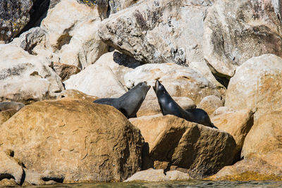 View of birds on rock formation