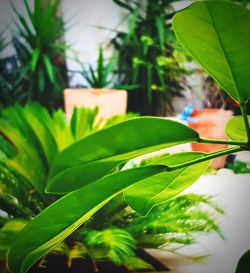 Close-up of hand holding leaves