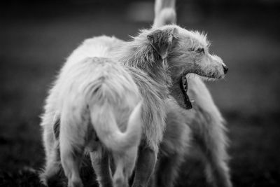 Dog looking away