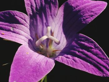 Close-up of purple day lily blooming outdoors