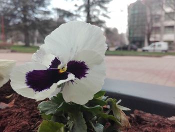 Close-up of white flowering plant