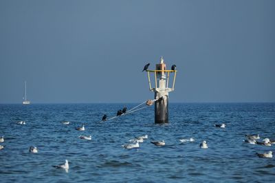 Seagulls in sea